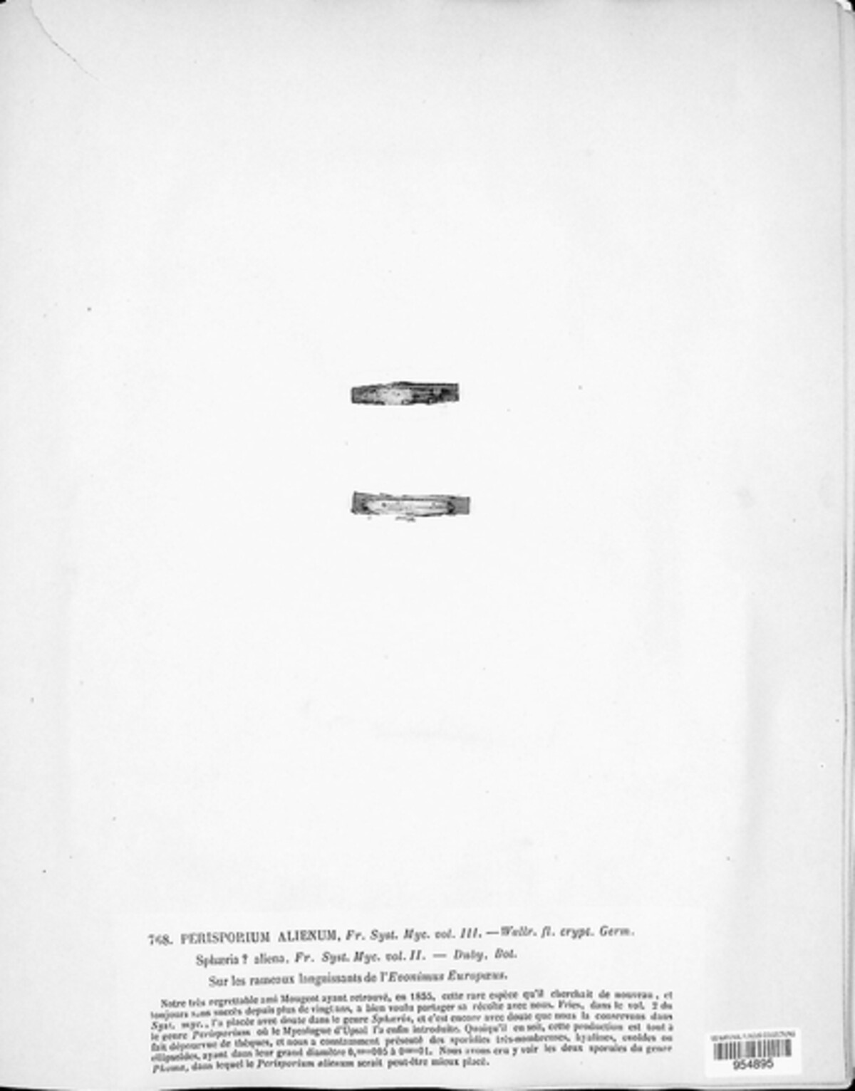 Didymella aliena image